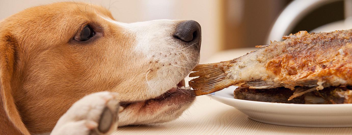 IDEAL HundeHaftpflicht: Hund klaut Fisch vom Tisch